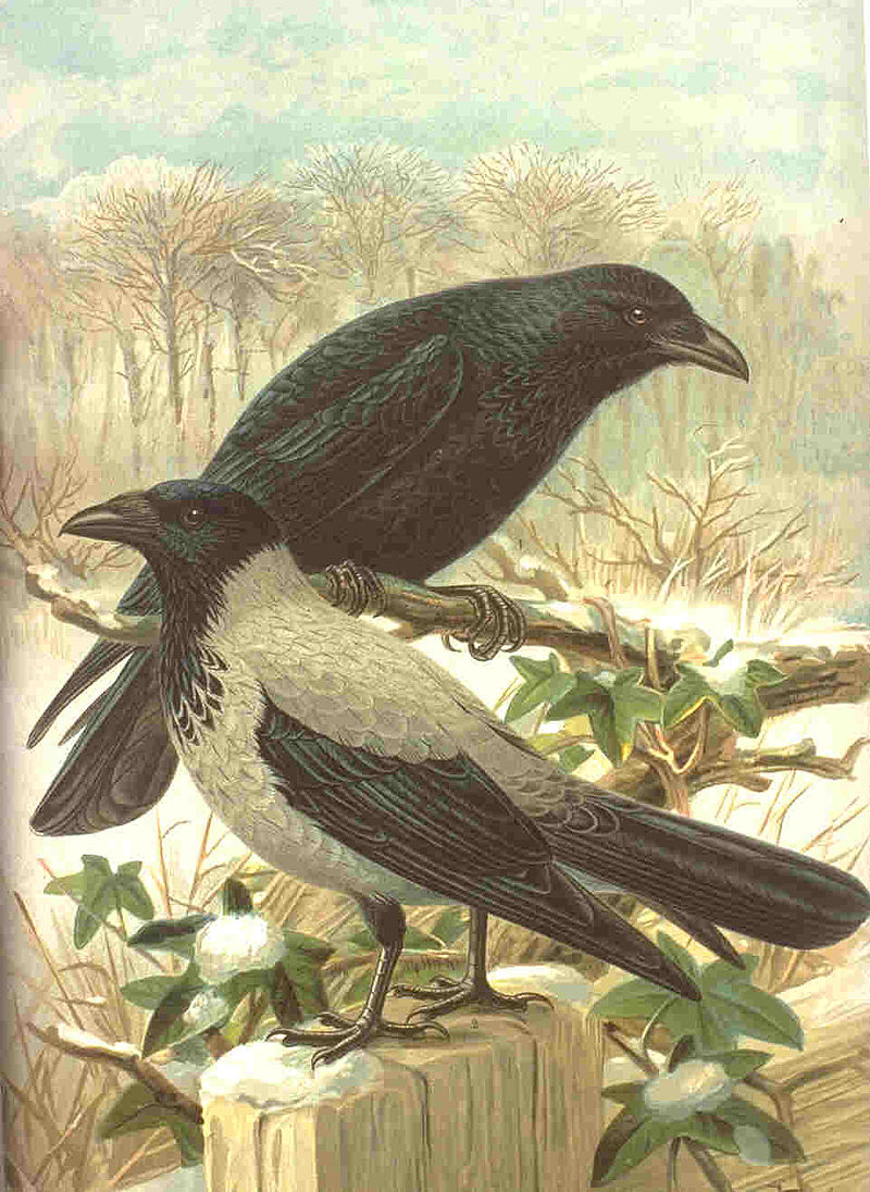 Nebelkrähen, Farbdruck aus Johann Friedrich Naumanns Naturgeschichte der Vögel Mitteleuropas (Quelle: Wikipedia, gemeinfrei)