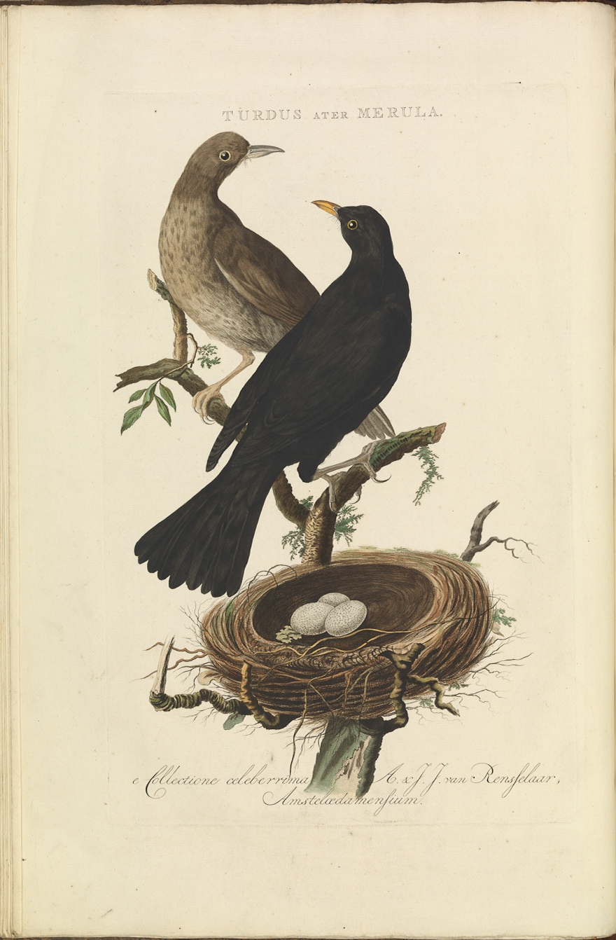 Amsel in Nederlandsche Vogelen 1770 (Quelle: Wikipedia, gemeinfrei)