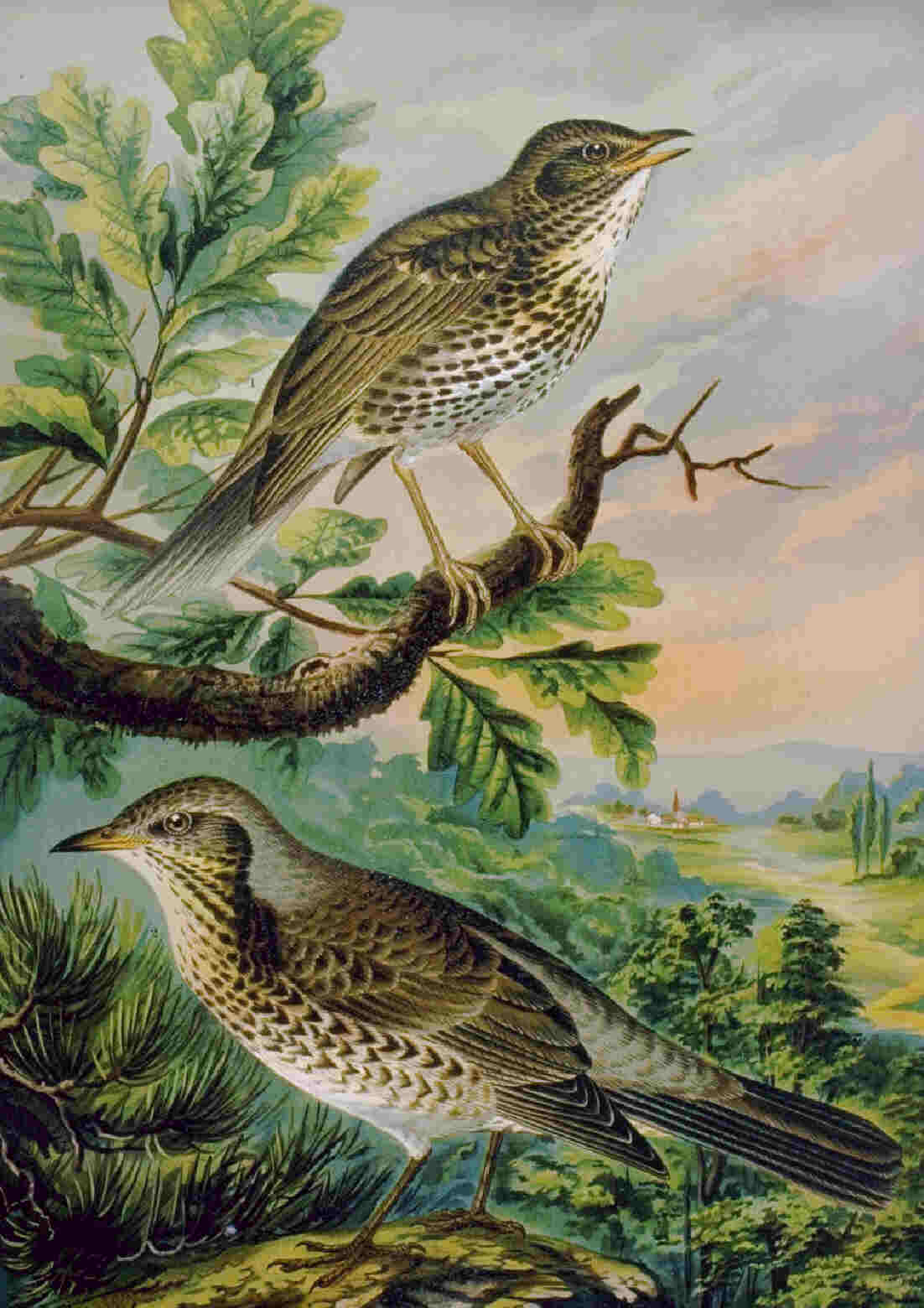 Singdrosseln, Farbdruck aus Johann Friedrich Naumanns Naturgeschichte der Vögel Mitteleuropas (Quelle: Wikipedia, gemeinfrei)