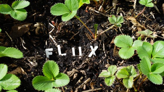 FluxFM lässt wachsen (Foto: Sophie Euler)