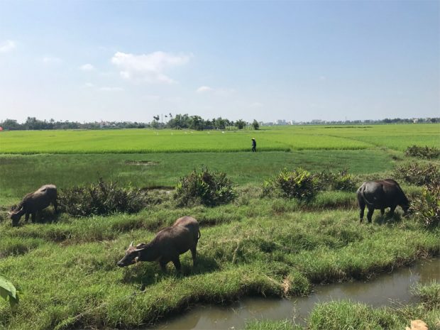 Wasserbüffel auf der Fahrradtour Nähe Hoi An (Credit: Marlene B.)