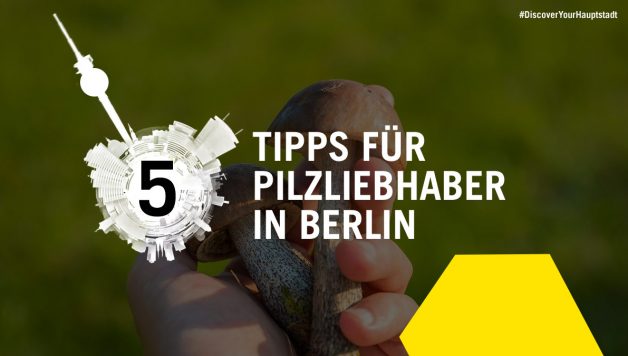 FluxFM 5 Tipps für Pilzliebhaber in Berlin