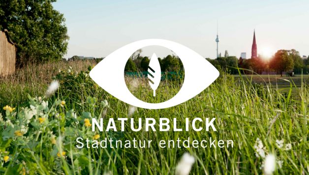 Naturblick, App, Natur, Blick, Flora, Fauna, Wald, Wiesen, Berlin, Großstadt, Artenbestimmung