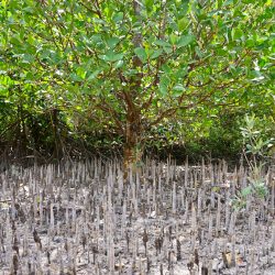 Das sind die Luftwurzeln der Mangroven (Quelle: Marijana Toben/Verein für Mangrovenschutz e.V.)