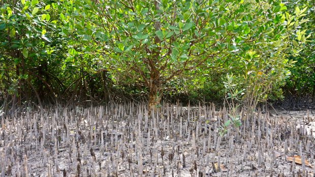 Das sind die Luftwurzeln der Mangroven (Quelle: Marijana Toben/Verein für Mangrovenschutz e.V.)
