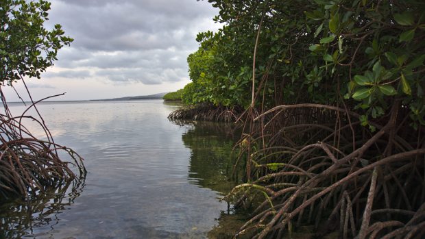 Rund um den Äquator zu Hause: Mangroven (Quelle: Marijana Toben/Verein für Mangrovenschutz e.V.)