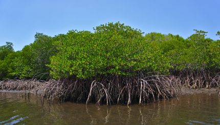 Wichtig für Menschen, Tiere und Klima. Die Mangrovenwälder (Quelle: Marijana Toben/Verein für Mangrovenschutz e.V.)
